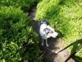 Beskydy