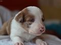 Bax_1